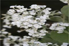 Porana paniculata